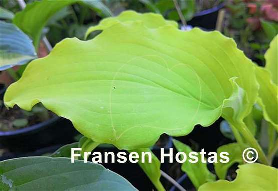 Hosta Chris' Yellow Ruffles